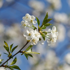 white flowers blooming on branch