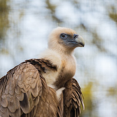 Griffon Vulture, Gyps fulvus, vulture