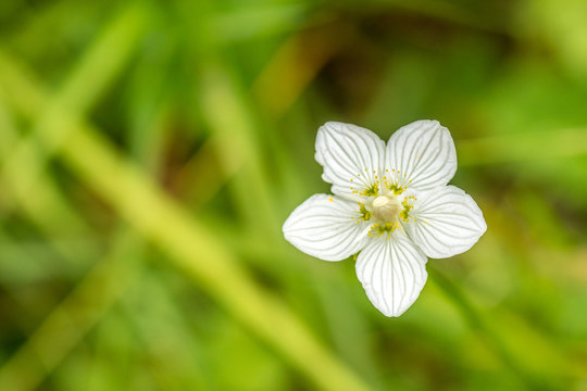 Blüte eines weißen Sumpf-Herzblattes
