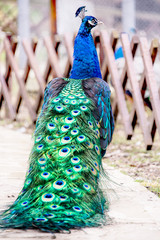 Obraz premium Close up portrait of a male peacock.