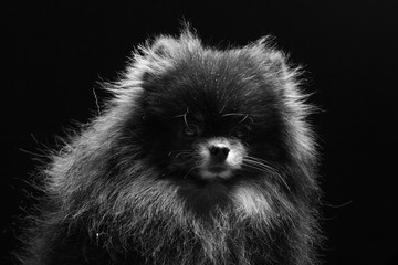 Black and white portrait of a dog of the Spitz breed