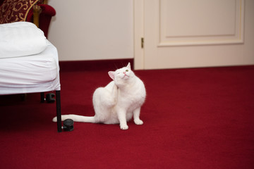 Snow white domestic cat at bloody red carpet