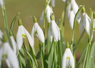 Schneeglöckchen, Galanthus