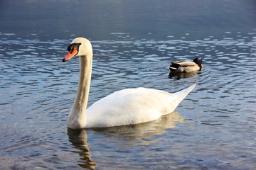 Swan and duck, Iseo Lake, Italy