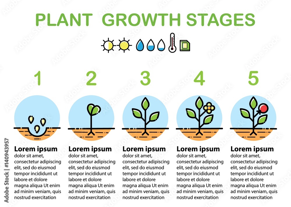 Sticker Plant growth stages infographics. Line art icons. Flat design.