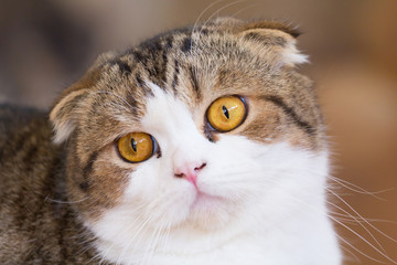 Naklejka na ściany i meble british shorthair cat