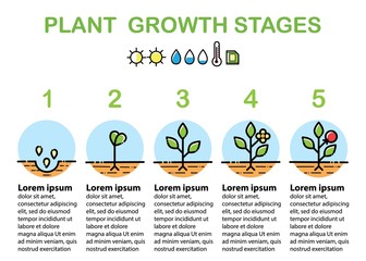 Plant growth stages infographics. Line art icons. Flat design.