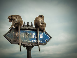 Monkeys sit on a road sign - Lop Buri - Thailand  - obrazy, fototapety, plakaty