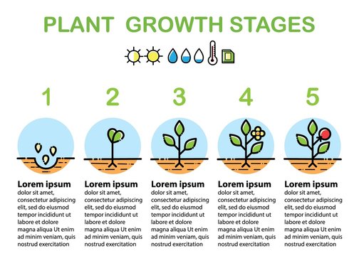 Plant Growth Stages Infographics. Line Art Icons. Flat Design.