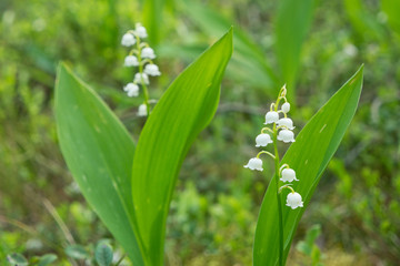 Fototapeta premium flowering plants Lily of the valley in spring forest.