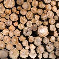 Pile of old dirty timber logs stacked in the forest
