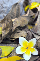 Frangipani on floor