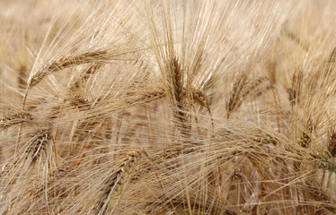 yellow wheat ears in the field cultivated