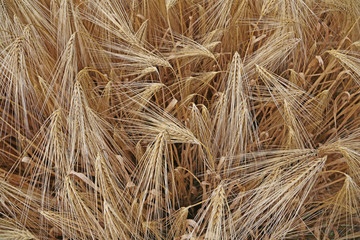 yellow wheat ears in the field cultivated