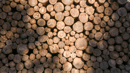 Pile of timber logs stacked in the forest