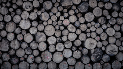 Pile of timber logs stacked in the forest