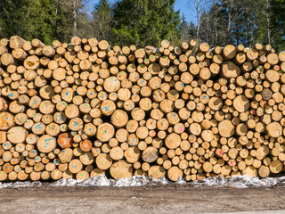 Pile of timber logs stacked in the mountain forest