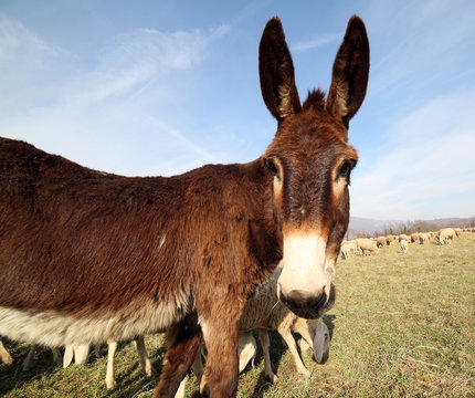 young donkey with brown fur graze with the flock of sheep on the