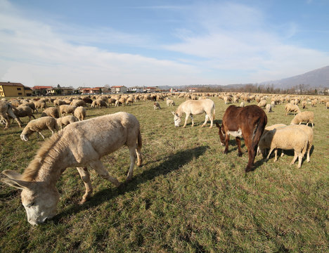 donkeys grazing with the flock of sheep photographed with a fish