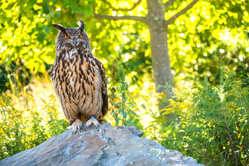 Great Horned Owl