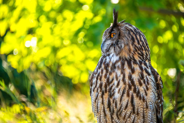 Great Horned Owl