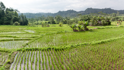 Fototapeta na wymiar Magnifiques jeunes rizières en Asie 