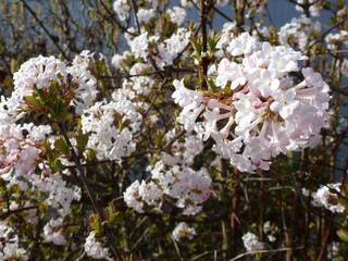 Winterschneeball Blüte