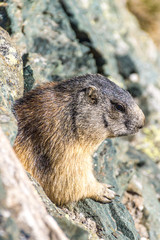 Ein Murmeltier schlüpft aus einer Felsspalte heraus
