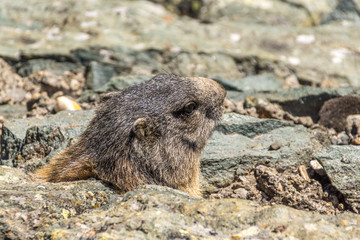 Ein Murmeltier versteckt sich in einer Felsspalte