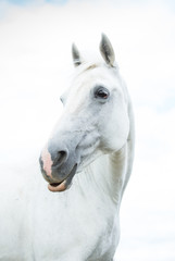 Obraz na płótnie Canvas Portrait of a gray horse. Orlovsky Trotter. Mare.