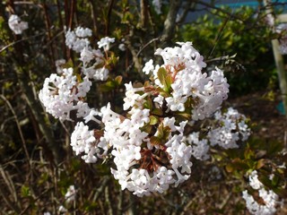 Duftschneeball Blüte
