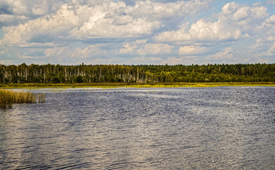 birch grove on the shore of lake