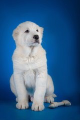 Central Asian Shepherd Dog on a blue background
