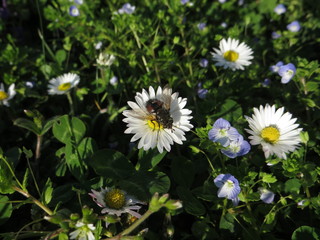 mouche sur une p&acirc;querette