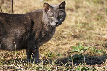 Grey cat in the grass.