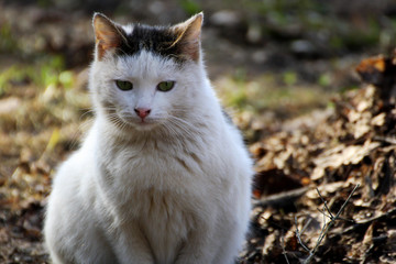 White cat with black spots.