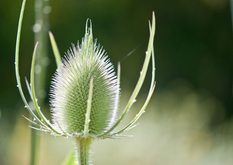 Distel in gross