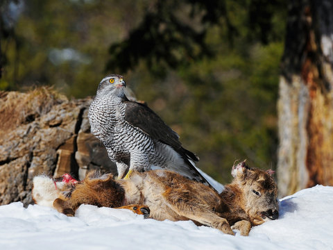 Northern goshawk sitting on prey