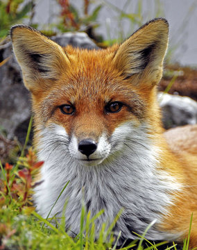 Portrait of red fox standing outdoors