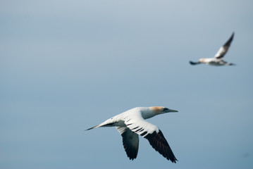 Basstölpel im Flug