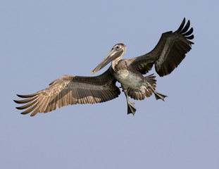 Brown Pelican (Pelecanus occidentalis) flying with wings spread and feet down.