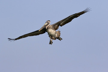 Brown Pelican (Pelecanus occidentalis) flying with wings spread and feet down.