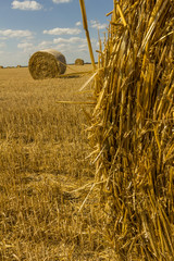 rolled wheat