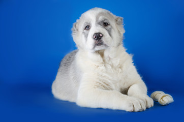 Central Asian Shepherd Dog on a blue background