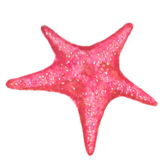 Watercolor starfish isolated on white background.