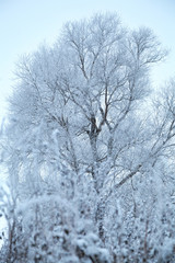 Obraz na płótnie Canvas Snow-covered tree in the ice. Winter, background