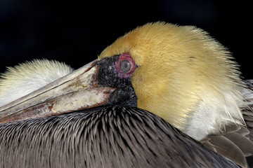 Brown Pelican (Pelecanus occidentalis) nictitating membrane closed on eye.
