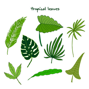 Set of green tropical leaves