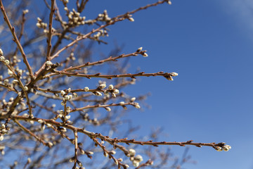 New shoots on the branches of a tree in spring
