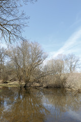 Naklejka na ściany i meble Image of a dry tree next to a river in winter 
